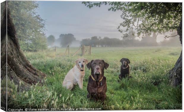 Dogs in the park Canvas Print by claire norman
