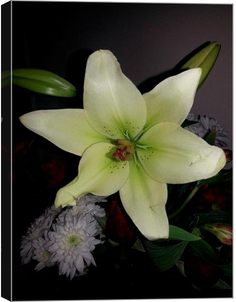 white lily Canvas Print by caroline hearns