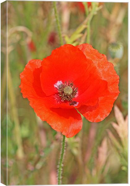 Poppy blowing in the breeze Canvas Print by Tim  Senior