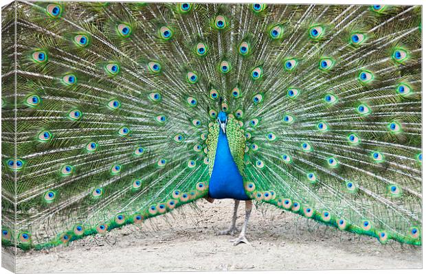 Peacock Display Canvas Print by Heather Wise