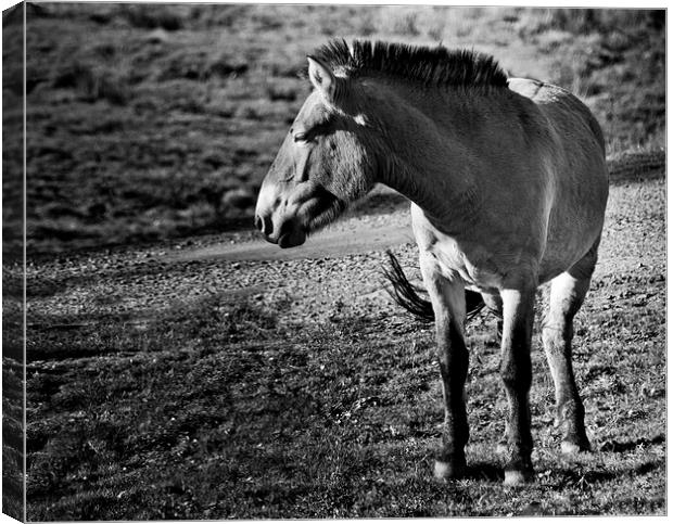 Przewalkskis Wild Horse Canvas Print by Heather Wise