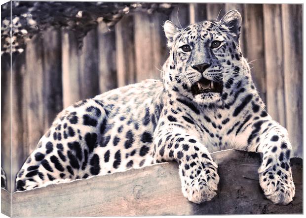Male Leopard Colour Play Canvas Print by Heather Wise