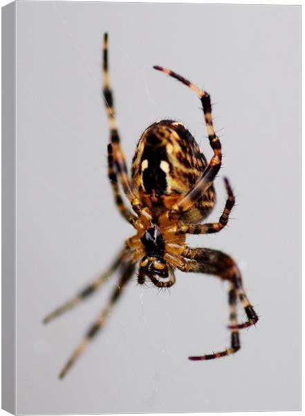 Spider Canvas Print by Heather Wise