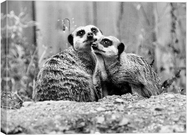 Meerkat Couple Canvas Print by Heather Wise