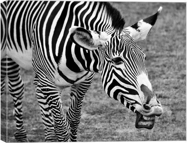 Laughing Zebra Canvas Print by Heather Wise
