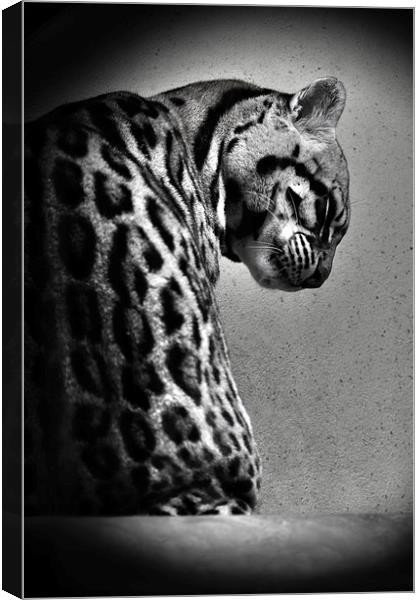 Ocelot Wild Cat in Black and White Canvas Print by Heather Wise