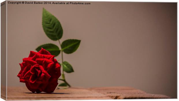 Lonely Rose Canvas Print by David Barber