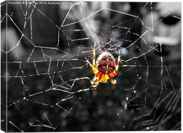 Garden Spider in the Sun Canvas Print by Sam Hay