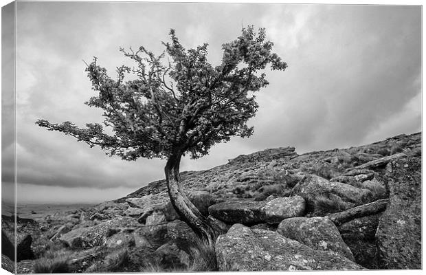 Belstone Tor Canvas Print by Nick Pound