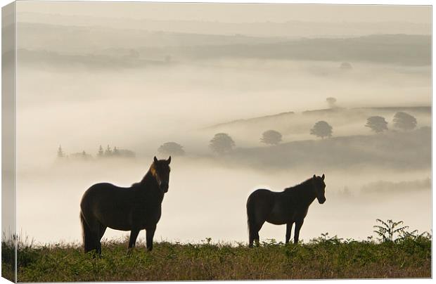 Exmoor Ponies on Winsford Hill Canvas Print by Nick Pound