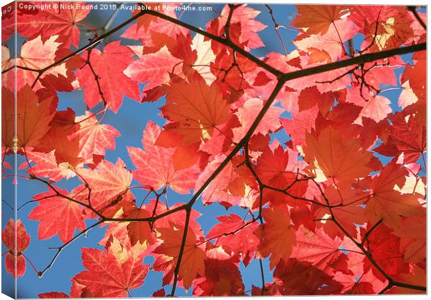 Autumn Leaves  Canvas Print by Nick Pound