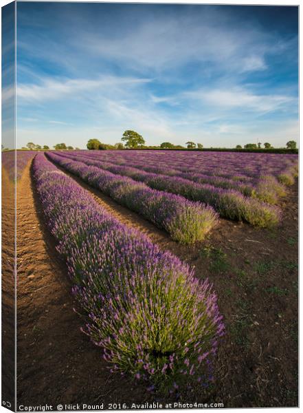 Lavender Field Canvas Print by Nick Pound