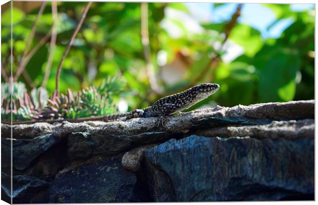 Lizard Canvas Print by Cristian Budeanu