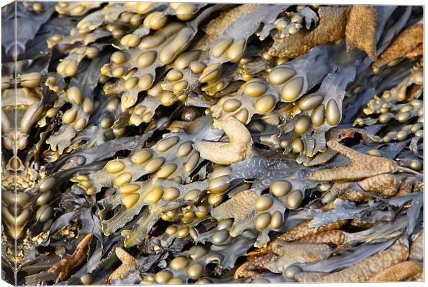 Metallic Seaweed Canvas Print by Jonathan Parkes