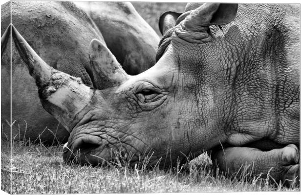 Rhino in b&w Canvas Print by sean clifford