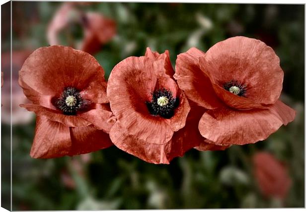 Lest We Forget #2 Canvas Print by Julia Whitnall
