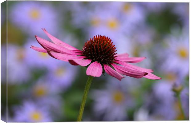  pretty in pink Canvas Print by Maria McLaren