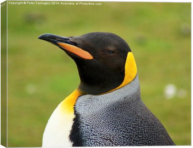 Im Looking Canvas Print by Peter Farrington