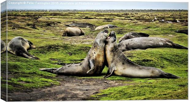 Play Time Canvas Print by Peter Farrington