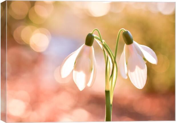 Ethereal Snow Drops  Canvas Print by Shaun Jacobs