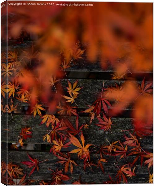 Autumn leaves in fall  Canvas Print by Shaun Jacobs