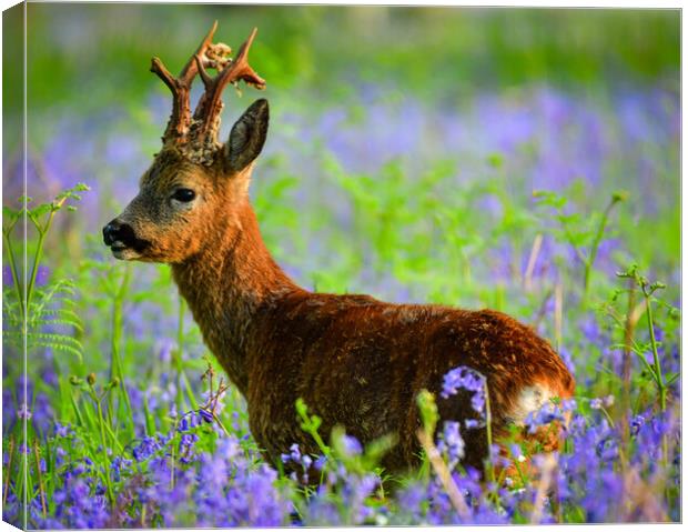 A Roe deer standing in bluebells  Canvas Print by Shaun Jacobs