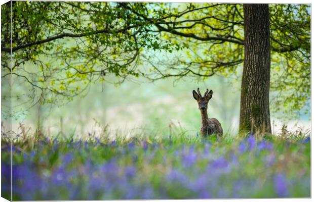 Young deer in bluebells  Canvas Print by Shaun Jacobs