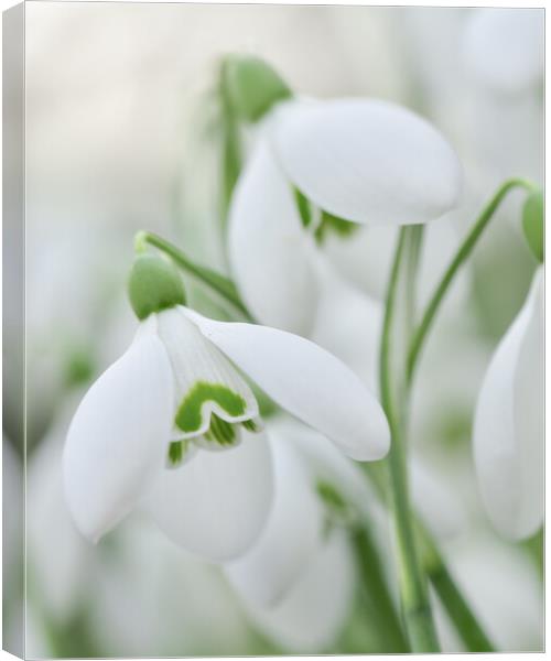 Snowdrops in bloom  Canvas Print by Shaun Jacobs
