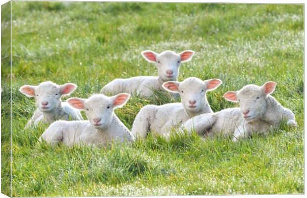 Spring lambs in the morning sun  Canvas Print by Shaun Jacobs