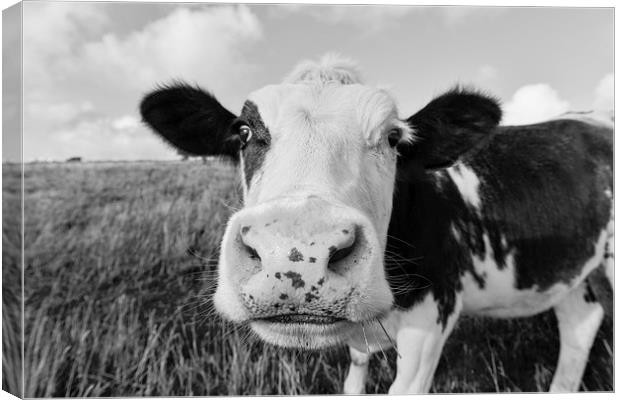  Curious cow grazing in a field  Canvas Print by Shaun Jacobs