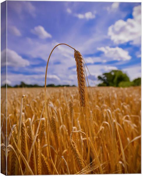 Ear of Barley in a field  Canvas Print by Shaun Jacobs