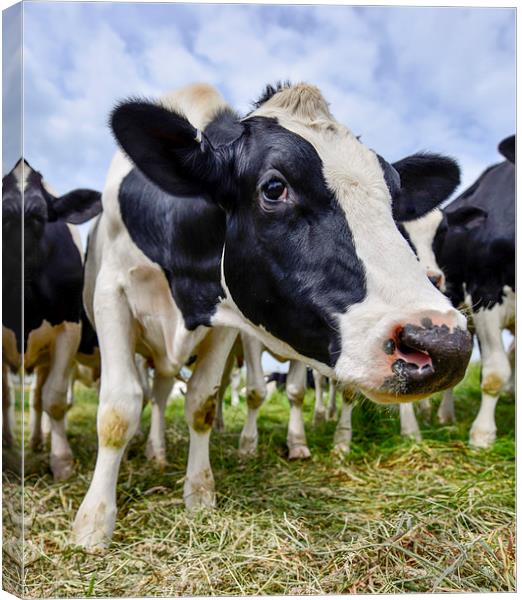  Curious cow  Canvas Print by Shaun Jacobs