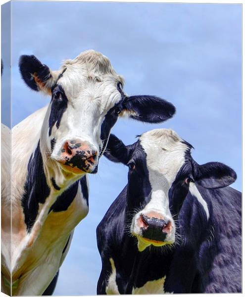 Inquisitive cows in a field  Canvas Print by Shaun Jacobs