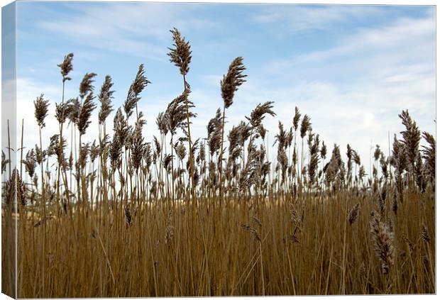 Reeds on the shore  Canvas Print by Shaun Jacobs