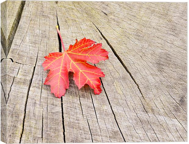 Single red leaf Canvas Print by Shaun Jacobs