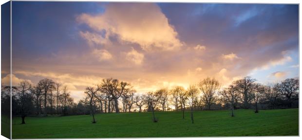 Sunset over trees  Canvas Print by Shaun Jacobs