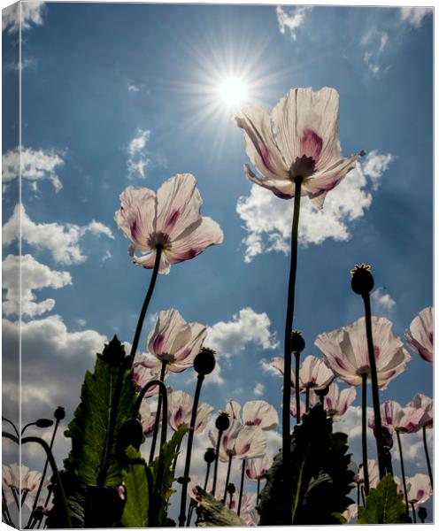 Poppies in the summer sun  Canvas Print by Shaun Jacobs