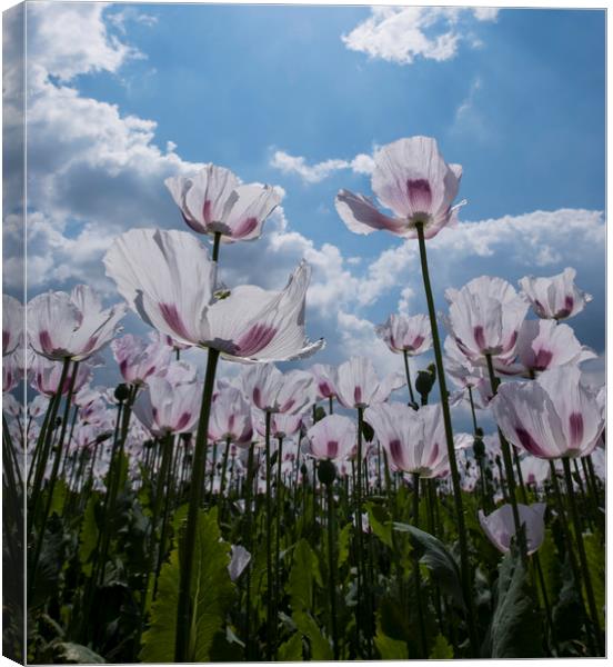 Poppies  Canvas Print by Shaun Jacobs