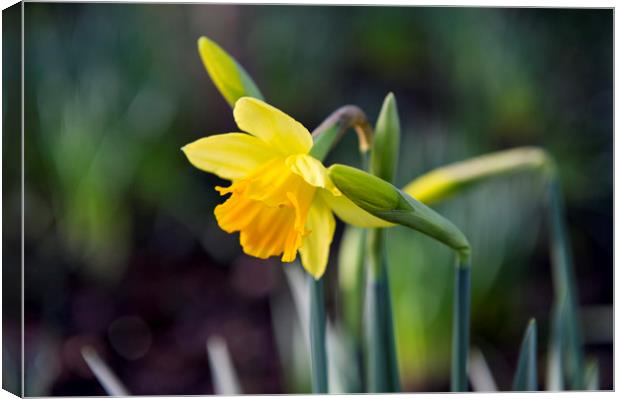 Daffodils  Canvas Print by Shaun Jacobs