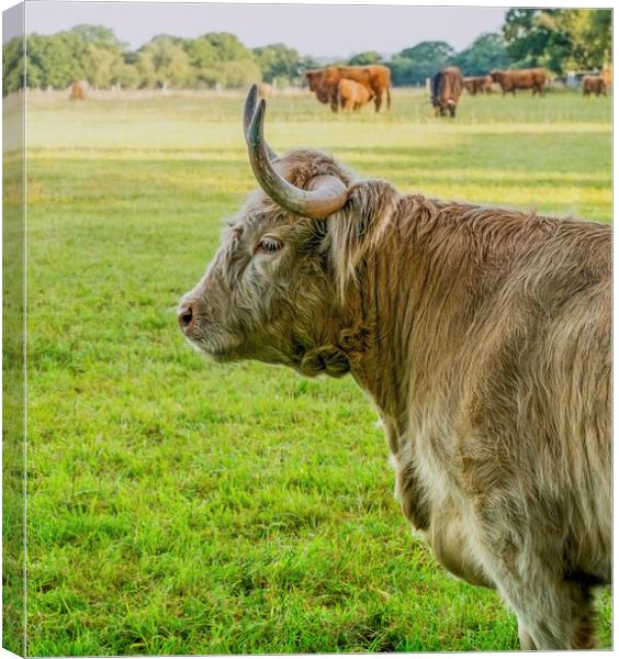Highland cattle  Canvas Print by Shaun Jacobs
