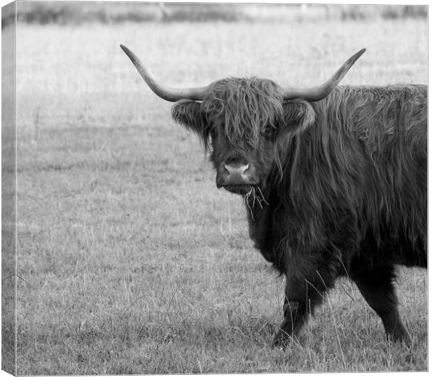 Highland cow  Canvas Print by Shaun Jacobs