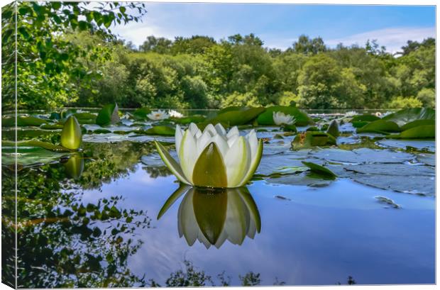 Water lily reflection  Canvas Print by Shaun Jacobs