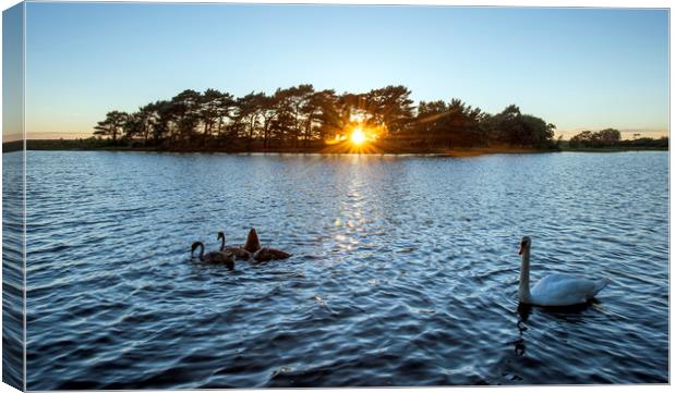 Swans at sunset  Canvas Print by Shaun Jacobs
