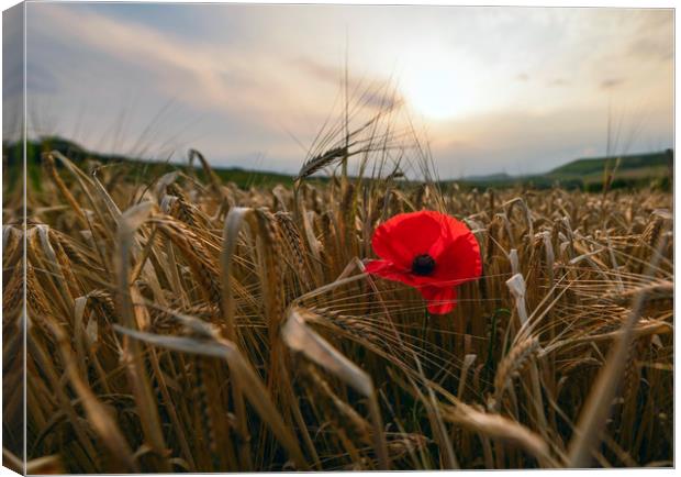 Red poppy  Canvas Print by Shaun Jacobs