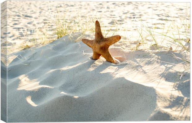 Starfish on a beach  Canvas Print by Shaun Jacobs