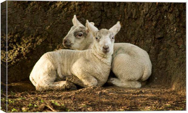 Spring lambs  Canvas Print by Shaun Jacobs