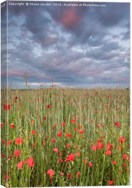 Poppy field at sunset  Canvas Print by Shaun Jacobs