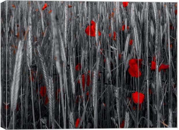 Red poppies  Canvas Print by Shaun Jacobs