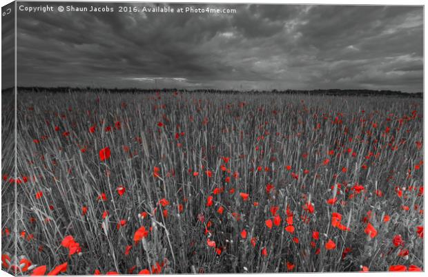 Poppy field  Canvas Print by Shaun Jacobs