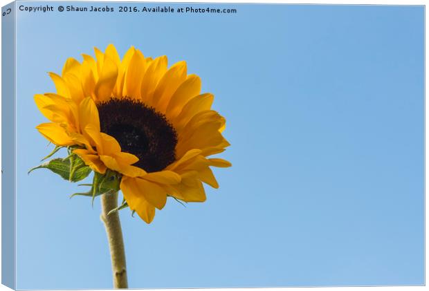 Sunflower  Canvas Print by Shaun Jacobs